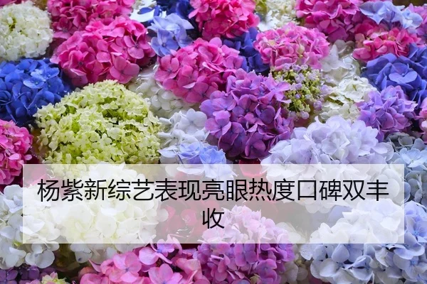 杨紫新综艺表现亮眼热度口碑双丰收